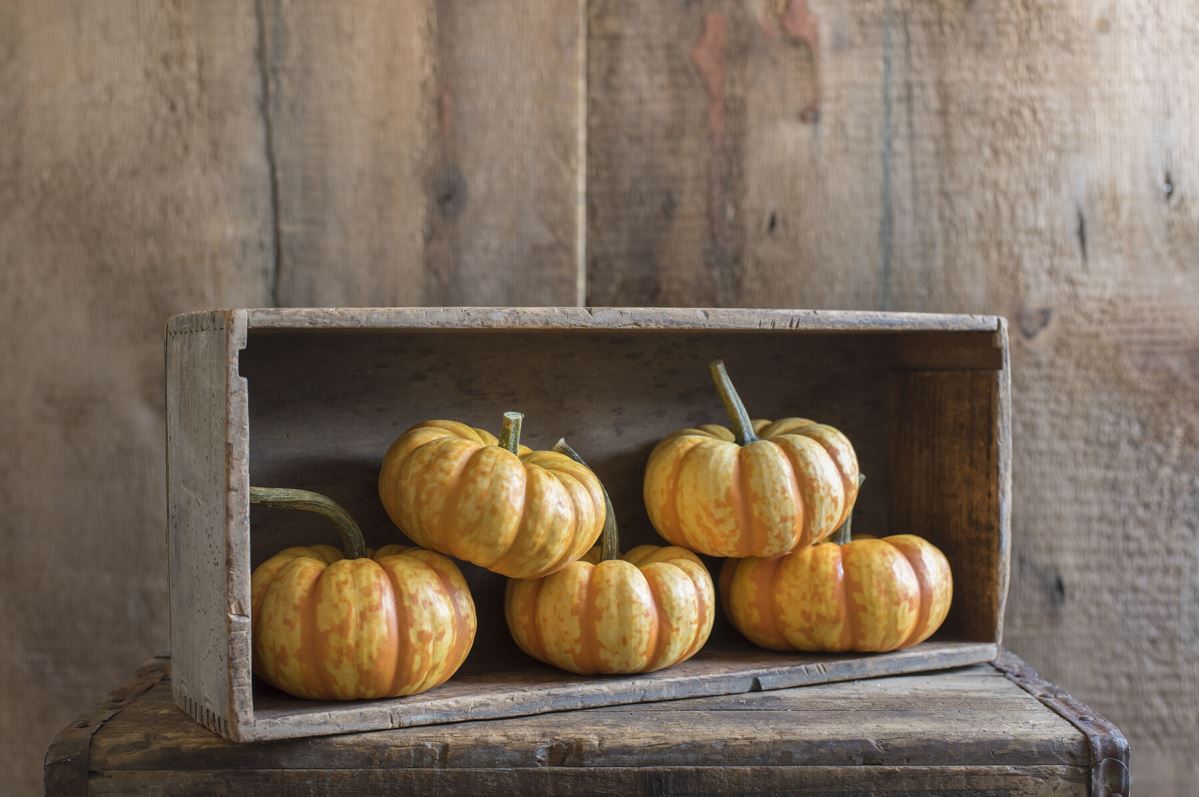 Spark – Pumpkin Seed